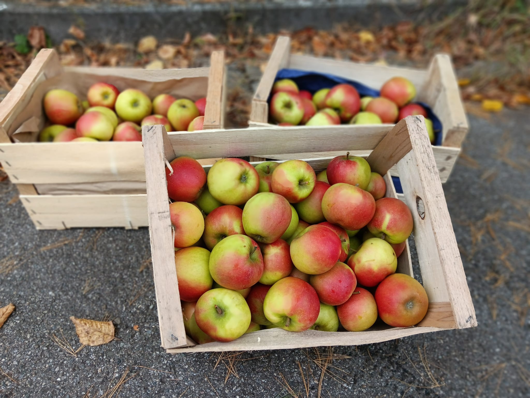 Mehr über den Artikel erfahren Apfel-Tag am 14.10.2024